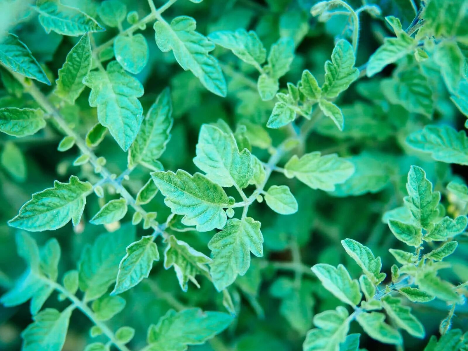 Tomato Yellow Leaf Curl virus. Tomato TYLCV вирус. Tomato with Leaf. Tomato leaves