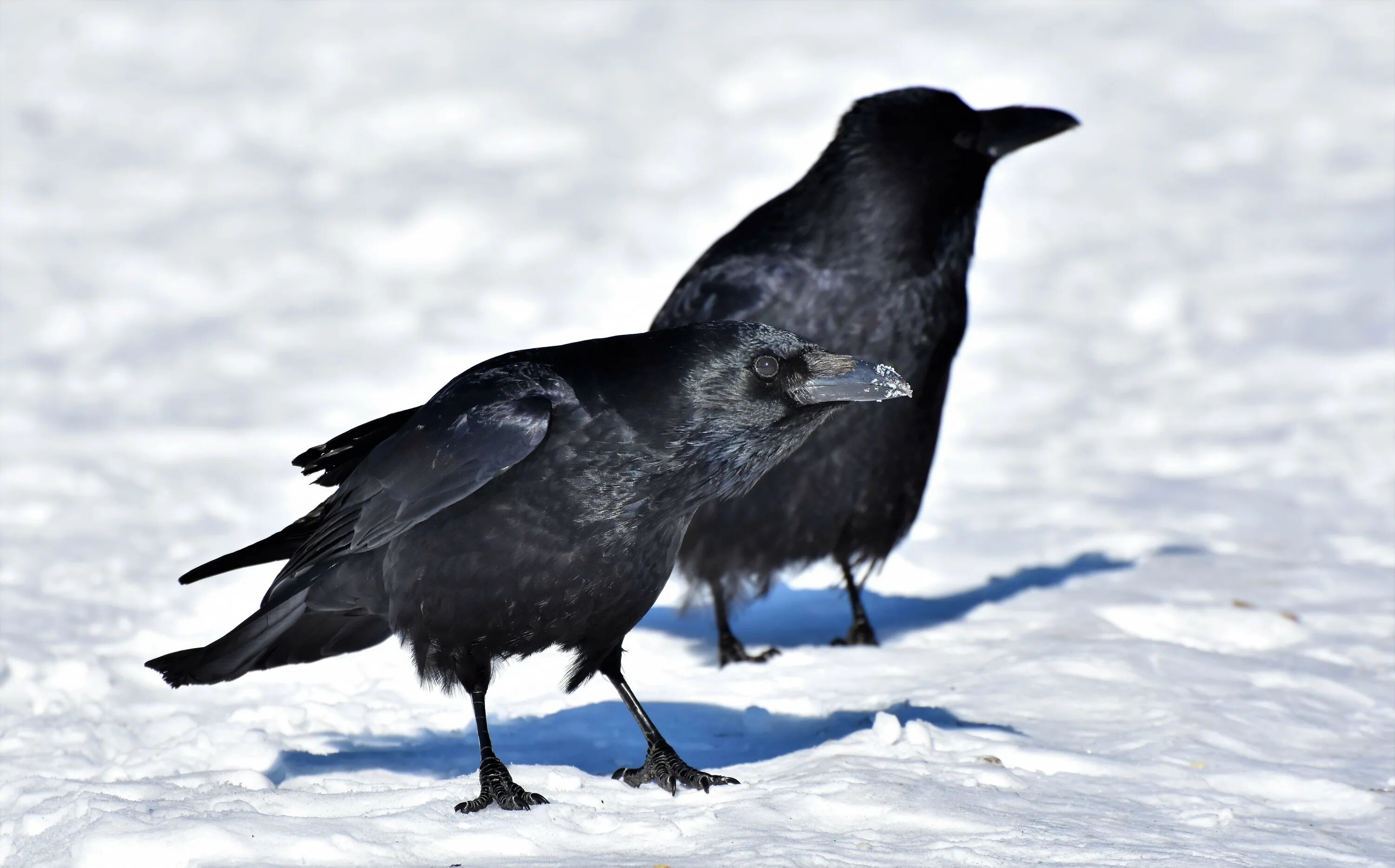 Where winter crows go