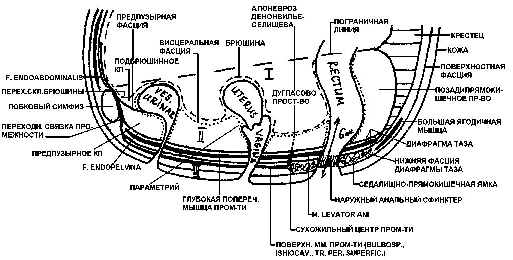 Фасции мочеполовой диафрагмы. Фасции малого таза схема. Анатомия брюшины малого таза. Фасции промежности схема. Висцеральная брюшина анатомия малого таза.