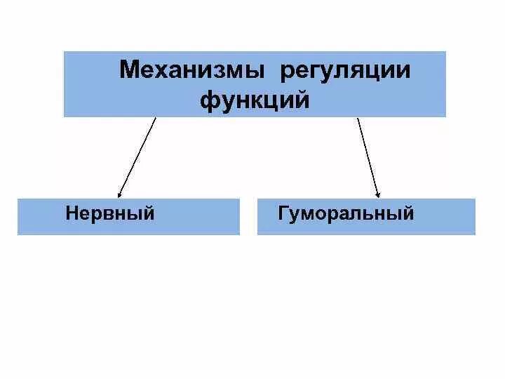 Механизмы регуляции функций. Механизмы регуляции функций в организме человека.. Основные механизмы регуляции функции физиология. Нервный механизм регуляции функций организма..