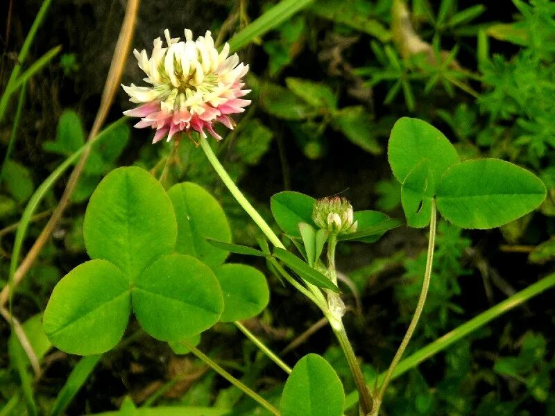 Клевер покрытосеменной. Клевер гибридный (Trifolium hybridum). Клевер полевой. Клевер ползучий розовый. Клевер Луговой розовый.