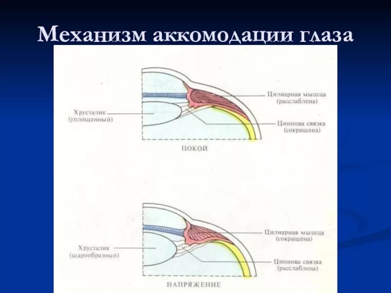 Мышцы аккомодации. Аккомодация аккомодационный аппарат. Аккомодационный аппарат глаза анатомия. Акамадауионный аппарат глаза. Аккомандационнвй апарат глаз.