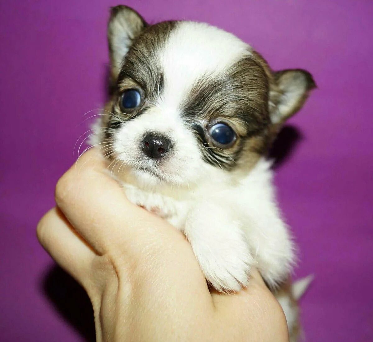 чихуахуа тедди. померанский йорик. микро тойчики карманные. щенки чихуахуа. терьер карликовый пушистый.