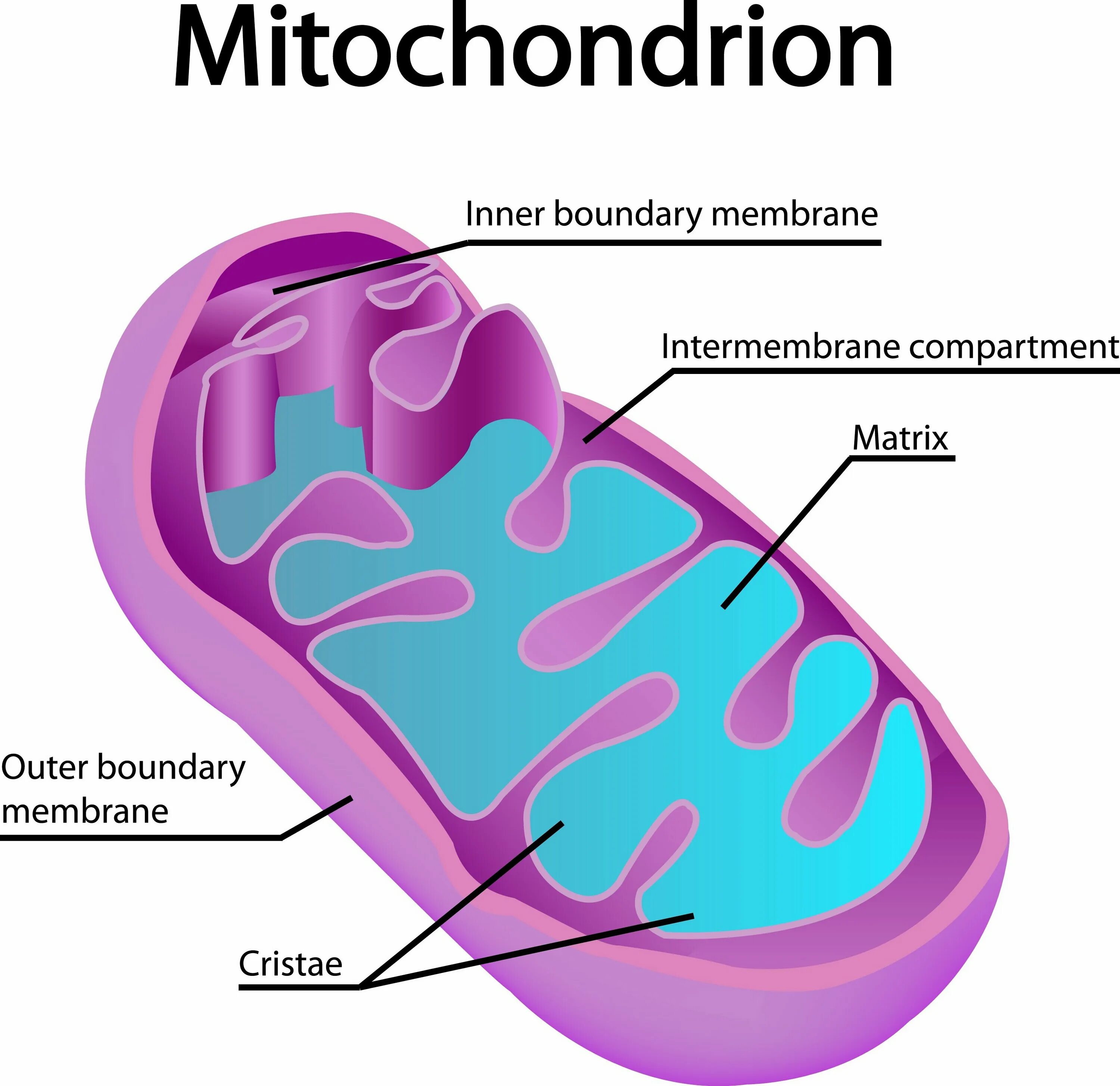 Строма митохондрии. Микроскопическое строение митохондрии. Межмембранное пространство митохондрий. Митохондрия 2024. Митохондрия аэробный