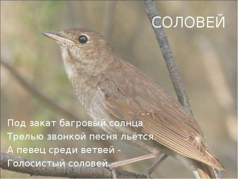 Ты не пой соловей под моим. Соловей голосистый Соловей. Соловей под. Соловей мой Соловей. Дельвиг Соловей мой Соловей.