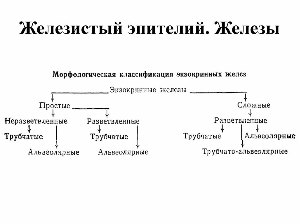 Железы классификация гистология. Классификация железистого эпителия гистология. железистый эпителий классификация желез. морфологическая классификация железистого эпителия. морфофункциональная классификация желез гистология.