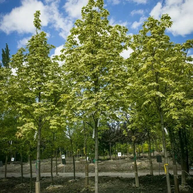 Клен остролистный дерево. Клен глобоза на штамбе. Клен остролистный globosum. Клен остролистный "глобозум" acer platanoides 'globosum'. Клён глобоза.