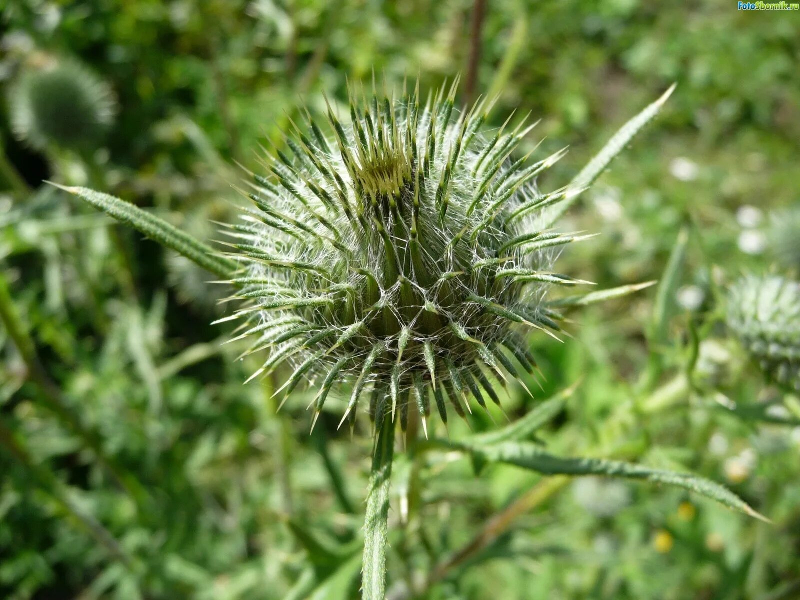 рубаха в древней руси. одежда на руси в старину. епанча одежда старинная русская. епанча это в древней руси. старинная одежда 6 букв сканворд.