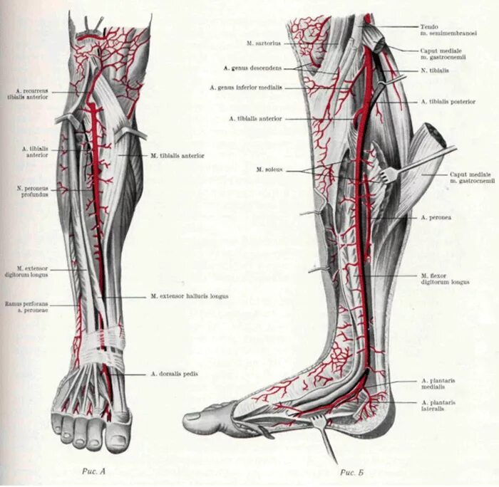 Области нижней конечности. Анатомия голени сосуды нервы мышцы. Задняя большеберцовая артерия схема. Задняя большеберцовая артерия анатомия. Малоберцовый нерв нижних конечностей.