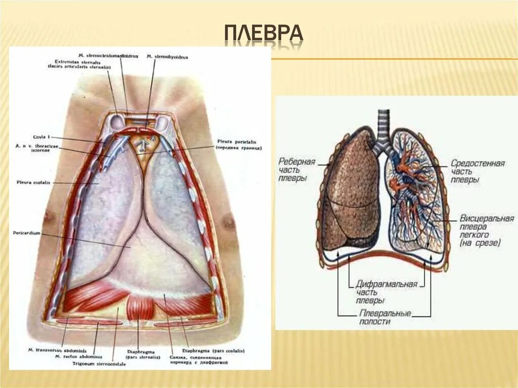 Органы плевральной полости. Строение легких легочная плевра. Плевральная полость купол плевры. Строение плевры человека анатомия. Строение легких плевральная полость.