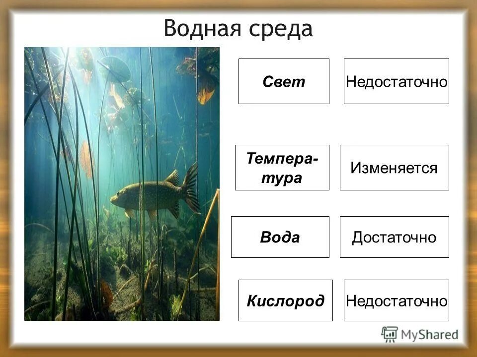 Водная среда жизни. Живые организмы водной среды. Водная среда это в биологии. Обитатели водной среды обитания. Заполни таблицу группы водных организмов