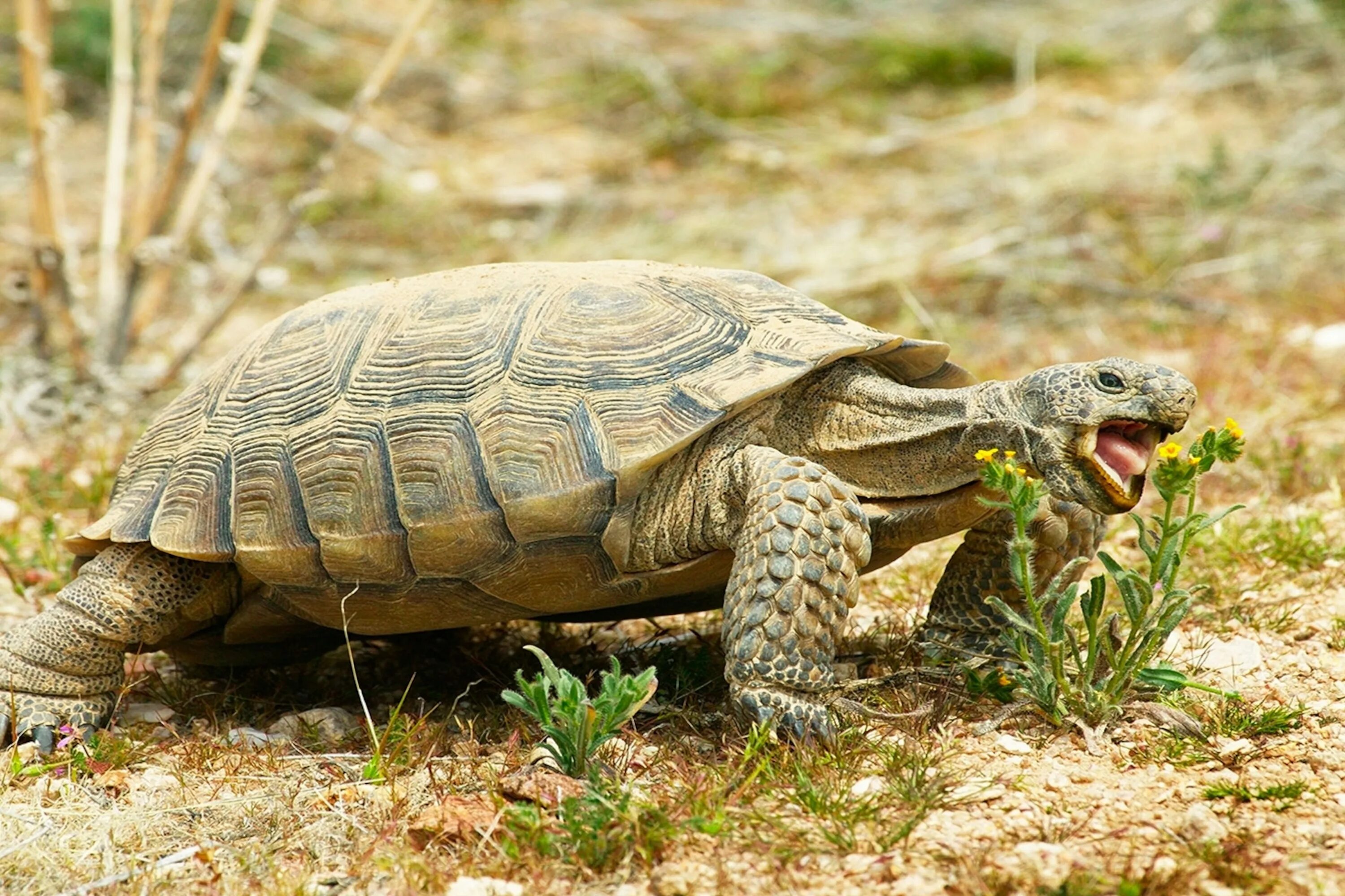 Пустынная черепаха Gopherus agassizii. Среднеазиатская Степная черепаха. Среднеазиатская черепаха. Черепаха колоссохелис.