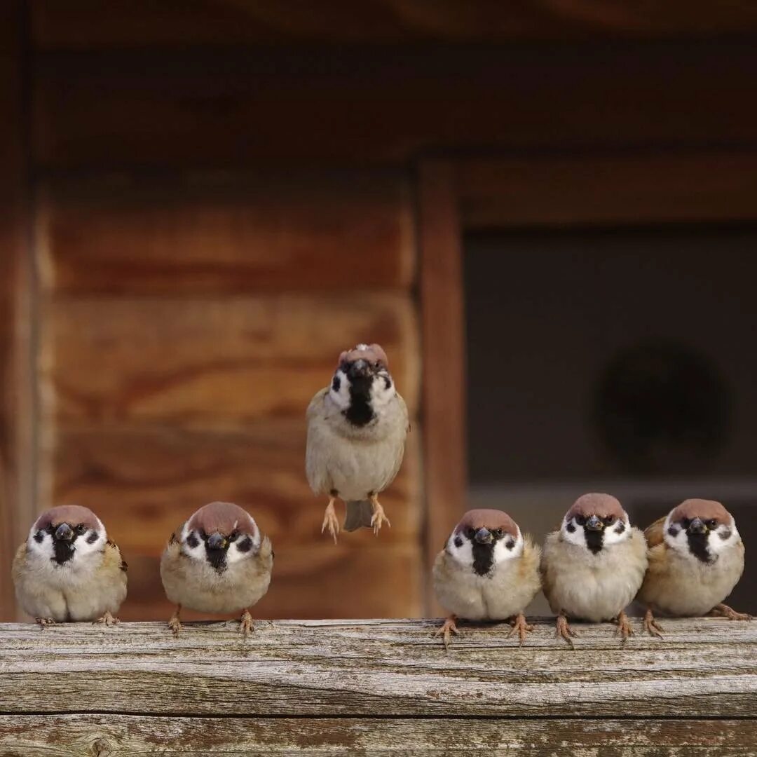 милые воробьи. смешной воробей. смешной воробушек. птенцы воробьев. толстый воробей.