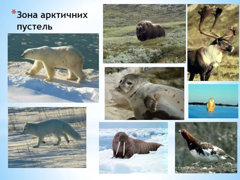 Какие животные обитают в зоне арктических. Животный мир арктической пустыни. животные зоны арктики. арктическая природная зона животные. животный мир арктики и субарктики.