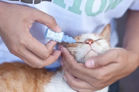 Что делать с подобранной кошкой