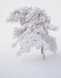 White tree snow