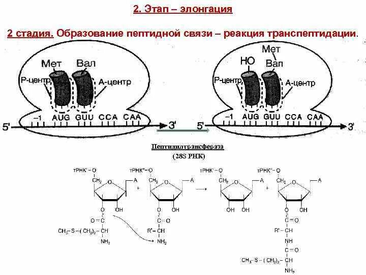 Образование пептидной связи трансляция. Механизм реакция транспептидации. Элонгация: образование пептидной связи (реакция транспептидации).. Стадии образования пептидной связи. Стадии элонгации образование пептидной связи.