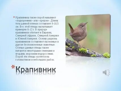 Убейте крапивника