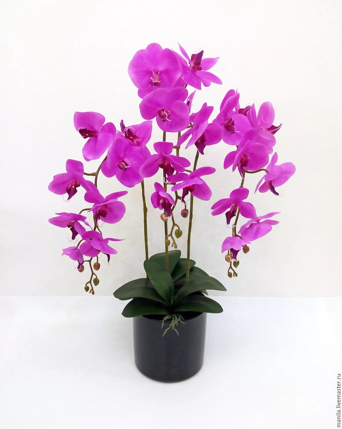 Орхидея Phalaenopsis Manila. Орхидея фаленопсис фуксия. Фаленопсис Anthura Manila. Архидея латексная фуксия. Орхидея в горшке недорого в спб