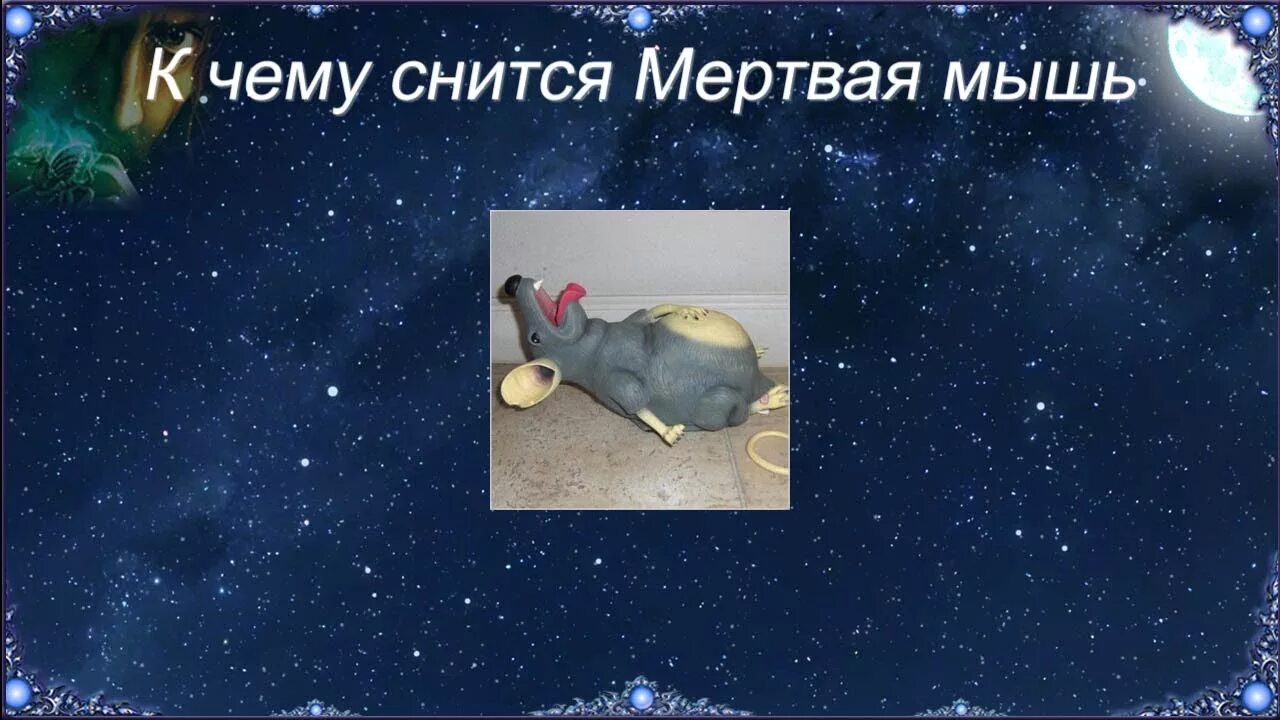 К чему снятся мертвые мыши. Во сне приснилась мышь. Сонник к чему снятся мыши. К чему снятся мыши во сне.