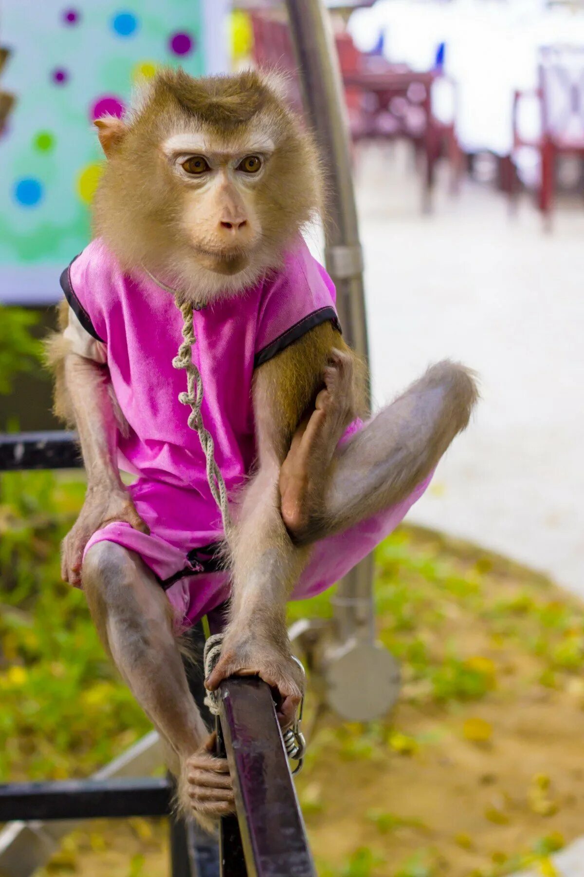 Включи обезьянки. Маймун макаки. Накрашенная обезьяна. Крашеная обезьянка. Домашняя обезьянка.