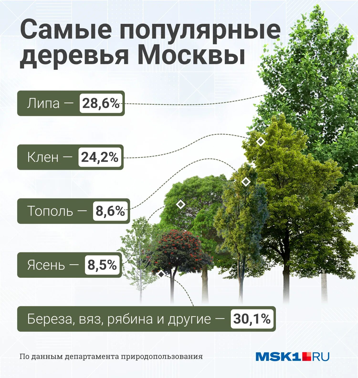 Сколько деревьев в москве. Распространенные деревья. Популярные деревья. Самые популярные деревья. Самые распространённые деревья в России.