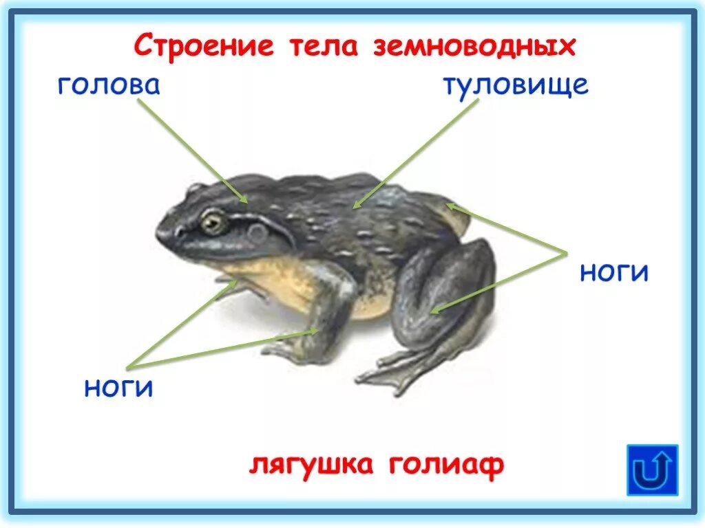 Тело земноводных состоит из