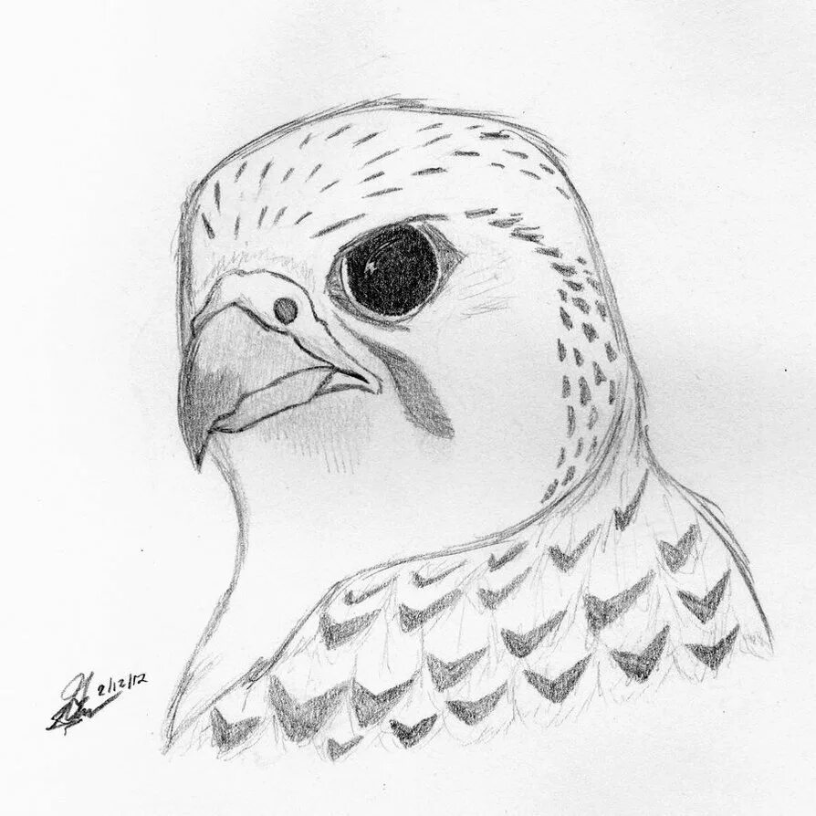 Птицы карандашом для срисовки. Рисунки птиц для срисовки. Рисунок птицы карандашом для срисовки. Рисунки птиц для срисовки лёгкие.