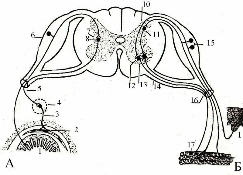 Строение рефлекторной дуги рисунок. Рефлекс и рефлекторная дуга. Схема трехнейронной рефлекторной дуги соматического рефлекса. Вегетативная рефлекторная дуга схема. Схема рефлекторных дуг гистология.