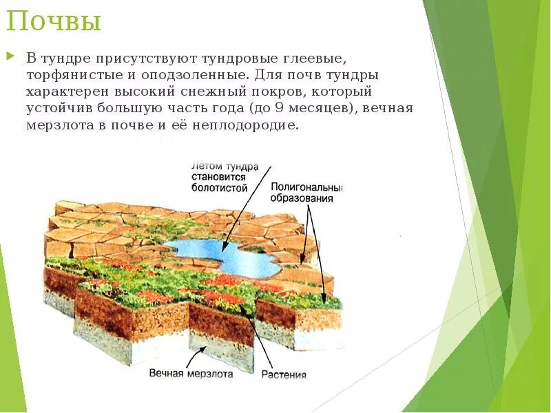 Какие почвы малоплодородны. Почва тундры и лесотундры в Евразии. Почвы тундры. Почва тундры название. Почва в тундре Евразии.