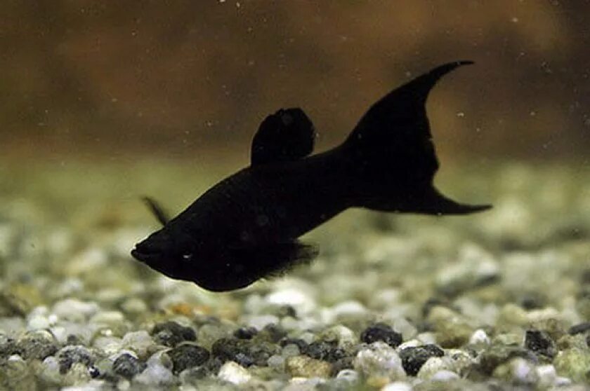 Черная маленькая рыба