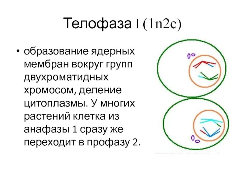 В начале телофазы митоза. В начале телофазы митоза