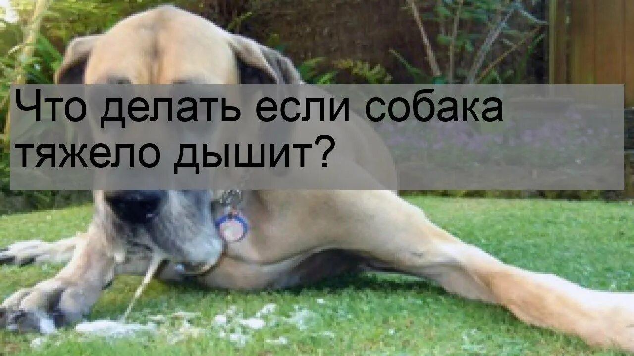Собака приступ задыхается. Что делать если собака тяжело дышит. что делать если собака задыхается. собака часто дышит причины.