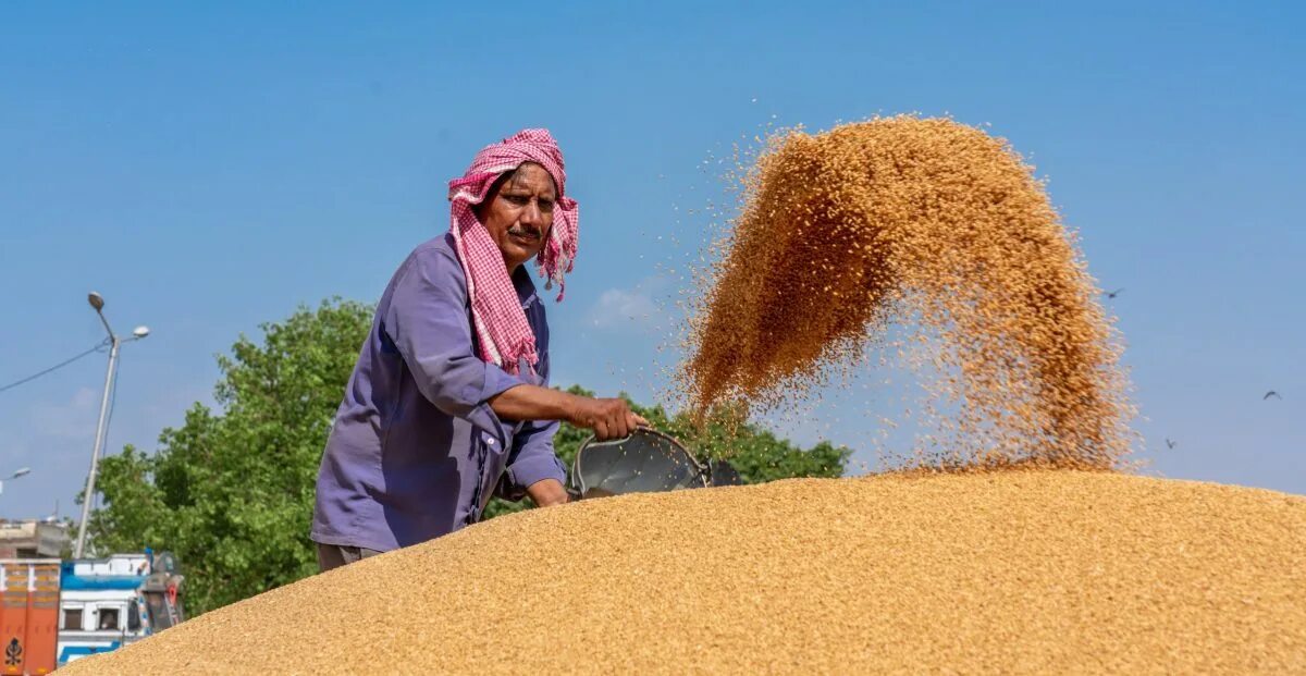 In northern india they harvest their wheat. Индия пшеница. Гандум. Seven Rivers strong Wheat Индия. Manual harvesting of Wheat in India.
