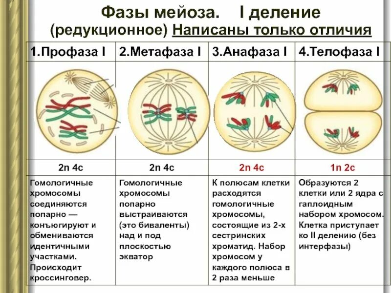 Мейоз два этапа. 1 деление мейоза фаза профаза. таблица мейоз 1 и мейоз 2 по фазам. схема стадий митотического деления клетки. фазы мейоза 1 деление 2 деление.