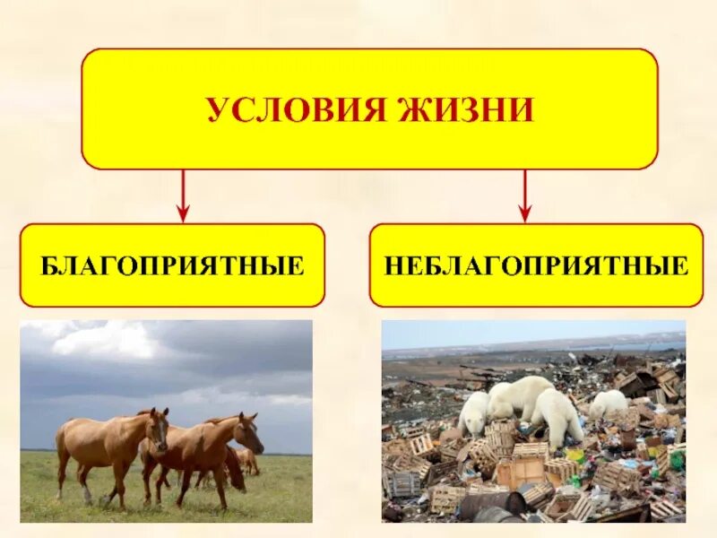 Созданные благоприятные условия жизни. Условия среды благоприятные и неблагоприятные. условия для жизни благоприятные и неблагоприятные. благоприятные и неблагоприятные условия окружающей среды. неблагоприятные условия жизни.