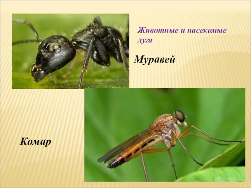 Животное луга сообщение 4 класс. Насекомые луга. насекомые которые живут на лугу. насекомые и животные луга. сообщение о насекомых луга.