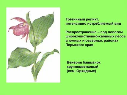 Растения пермского края занесенные в красную