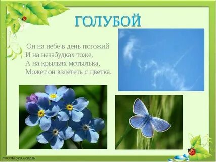 Незабудка загадка