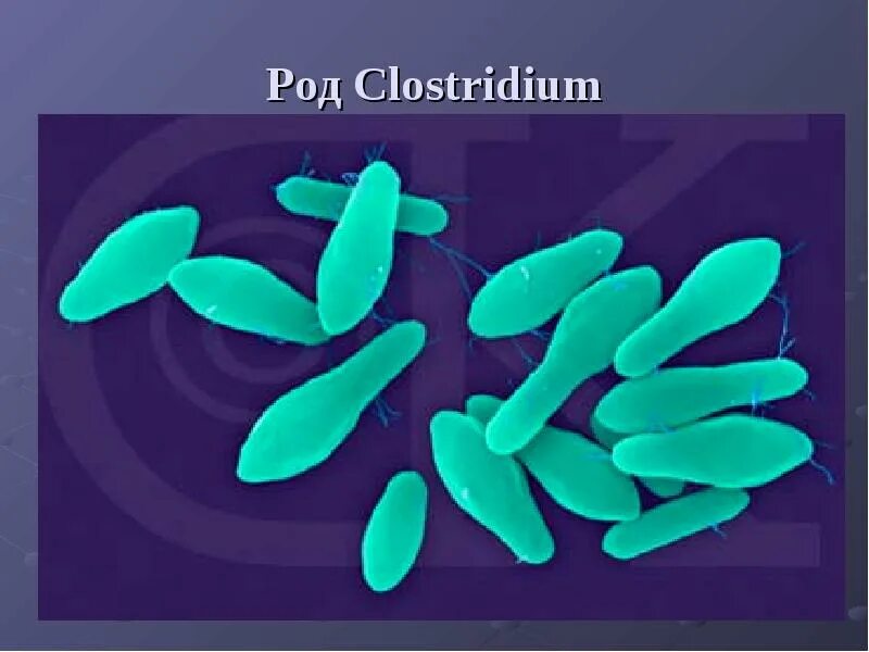 Clostridium spp. Анаэробные клостридии. Анаэробы клостридии микробиология. Анаэробные бактерии клостридии. Анаэробные микроорганизмы – клостридии.