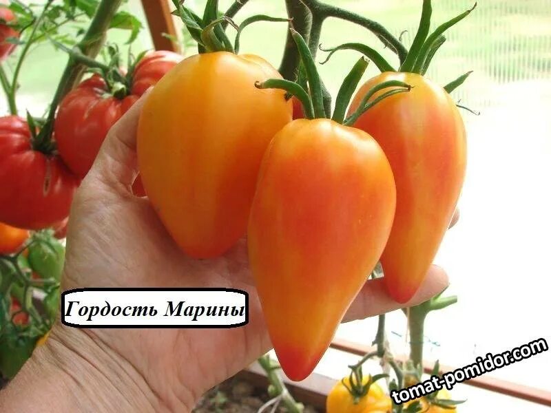 Гордость марины томат описание