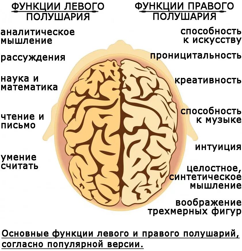 Правое полушарие. Левое и правое полушарие. Полушария мозга. Левое и правое полушарие мозга. Правое полушарие доминирует