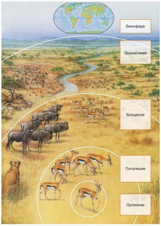 Уровень организмов живой природы. Биоценоз экосистема Биосфера. Популяция экосистема Биосфера. Биосфера биоценоз вид популяция. Биосфера это биоценоз сообщество экосистема.