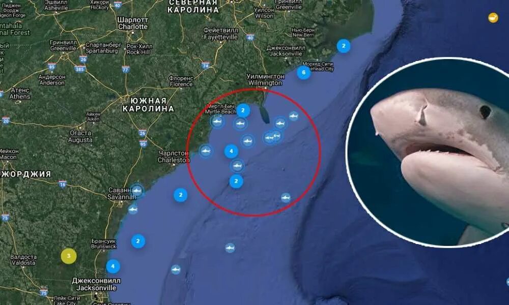 Гигантская акула cetorhinus maximus. Внутреннее строение хрящевых рыб. Андаманское море акулы. Рыбы прилипалы и акулы. Хрящевые рыбы строение.