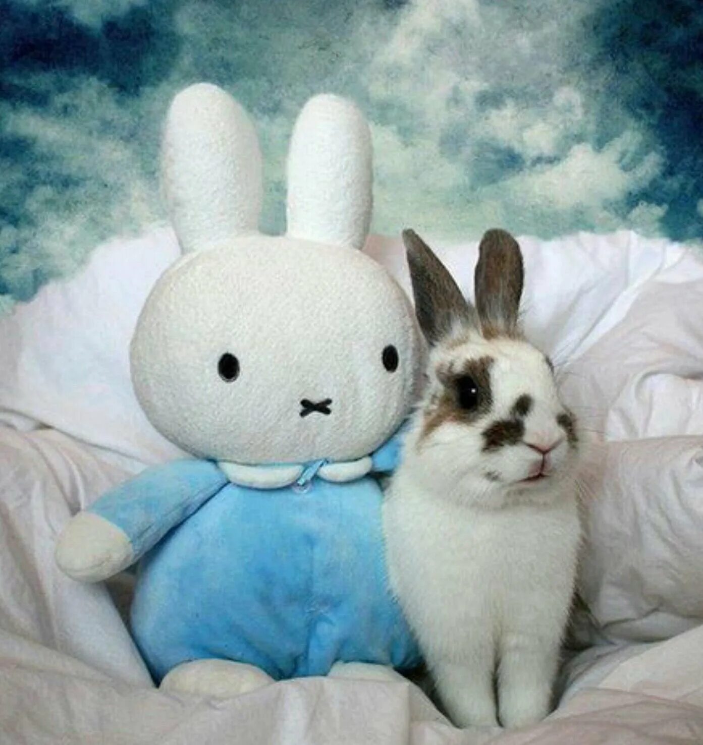 Зайчик прикол. Заяц Miffy. Забавный Зайка. Прикольный заяц. Смешные кролики.