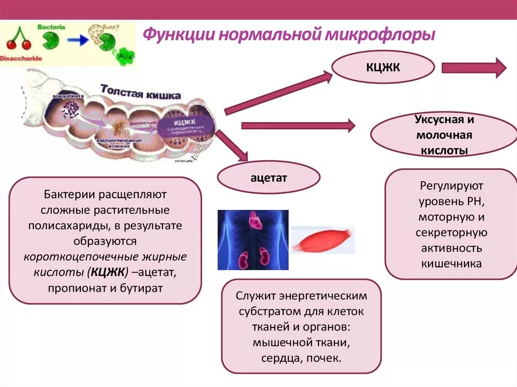 Состояние микрофлоры. Бактерии нормальной микрофлоры человека. Функции нормальной микрофлоры. Схема нормальной микрофлоры человека. Роль нормальной микрофлоры организма человека.