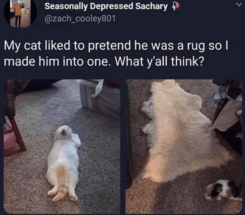 My cat be like. Outstanding move meme. he pretends that he is working. don&#039;t move meme. my cat likes to hide in boxes.