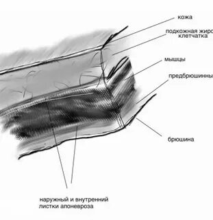 Послойное строение передней брюшной стенки