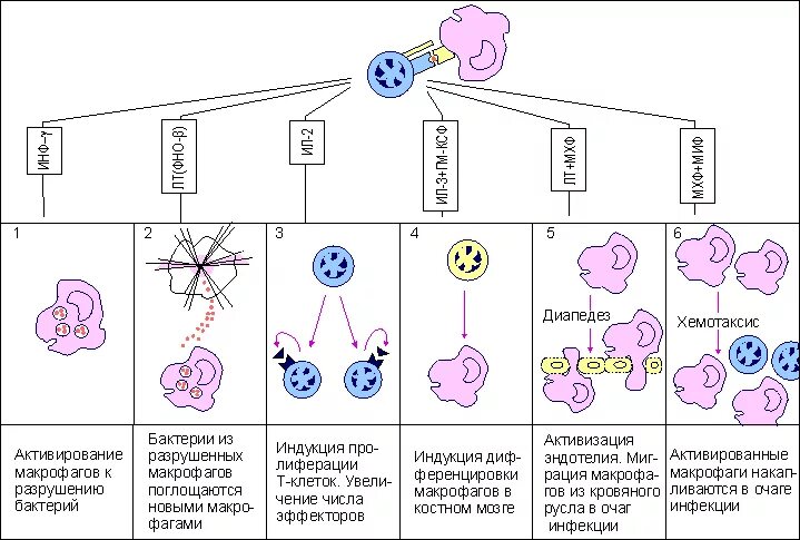 Схема онтогенеза макрофагов иммунология. Онтогенез фагоцитов схема. Схема развития макрофагов. Этапы дифференцировки макрофагов иммунология. Активированные макрофаги