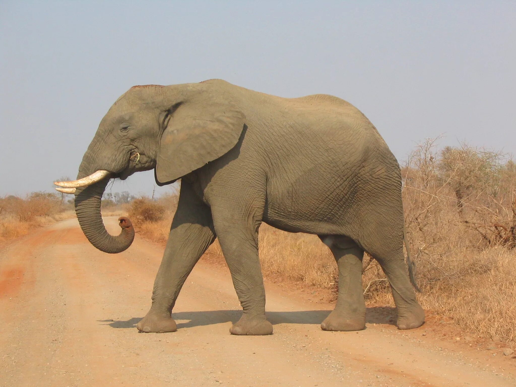 Elephants are big cats. СЛОРН. Гибрид слона. Слон несет львенка на водопой. Слон с боку.